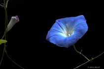 February 2018 Photo Contest 2nd Place Prize Winner