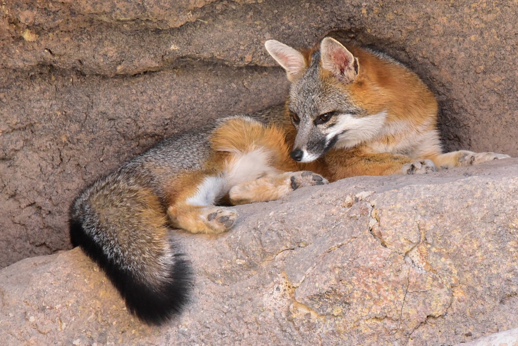 Arizona Grey Fox - ID: 15534364 © William S. Briggs