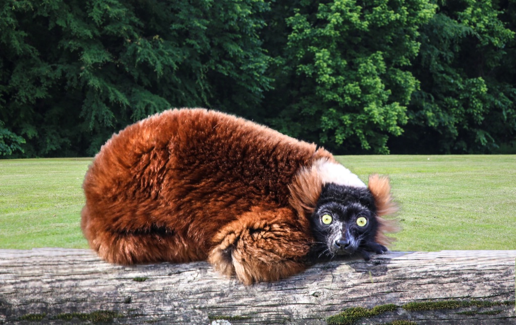 Red-ruffed lemurs 