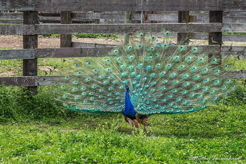 Barnyard Fanfare