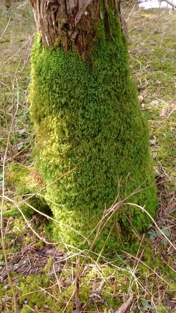 Green Dress