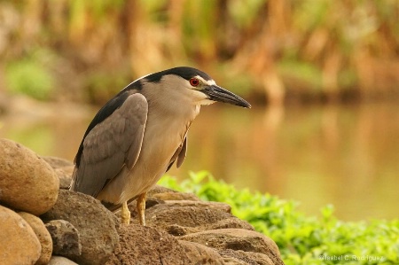 Night Heron's Pond