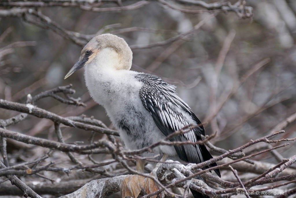 Anhinga Anhinga Juvie