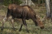 Moose Walk