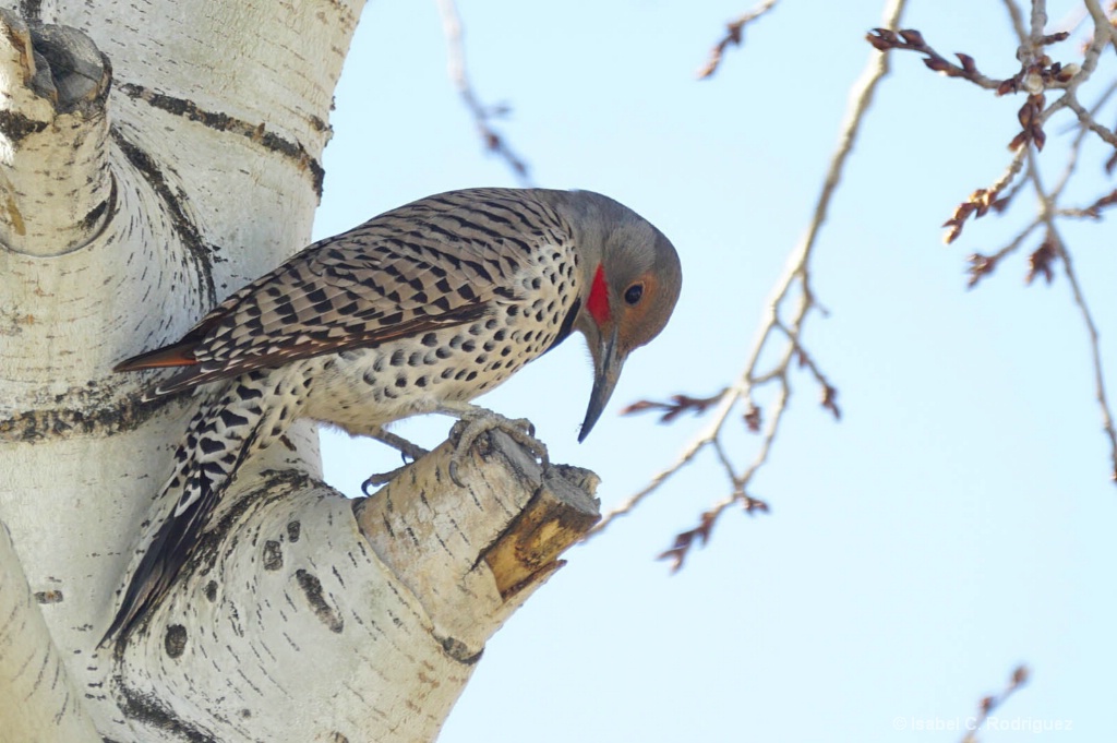 Flicker Pecker