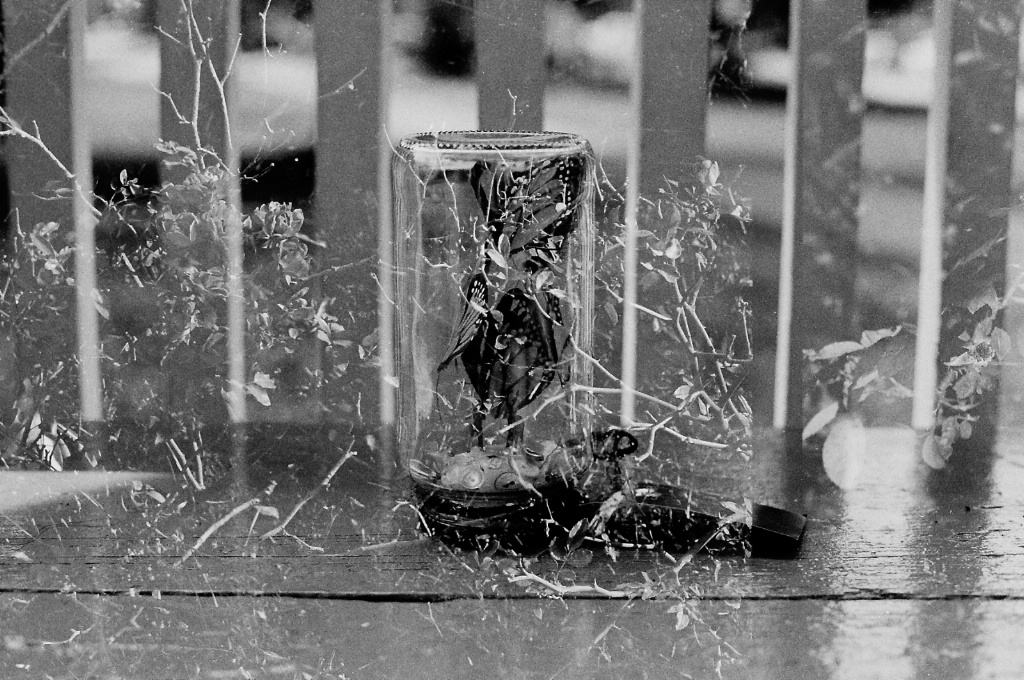 Butterflies in a Jar