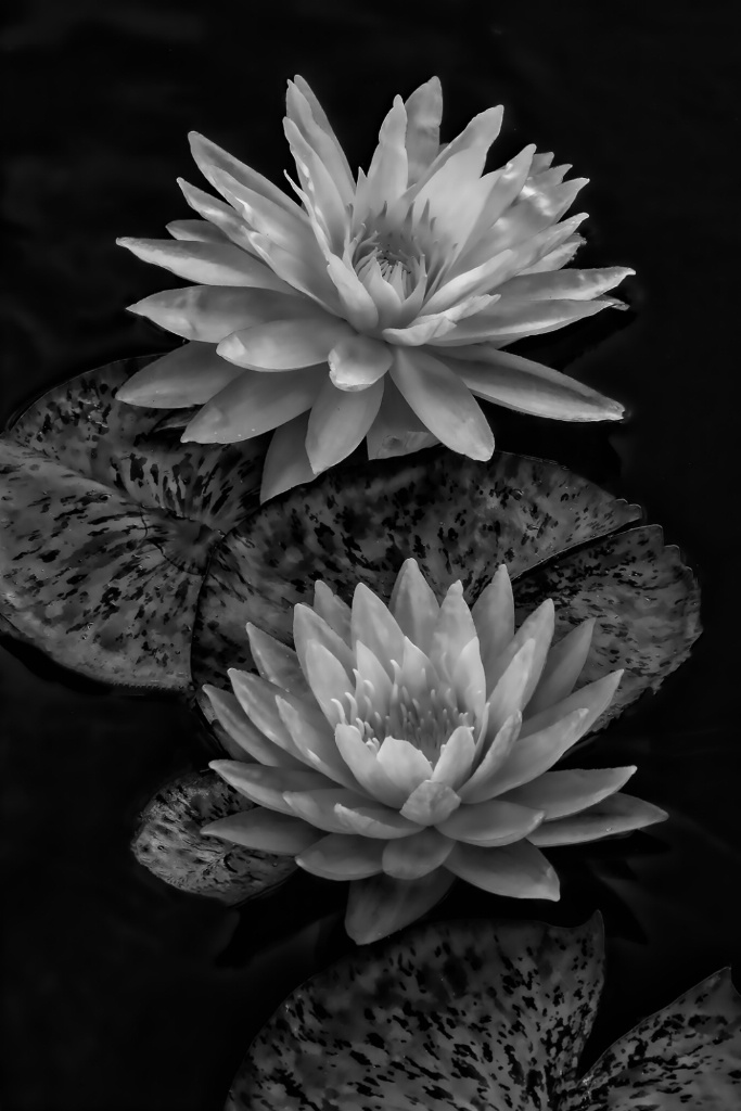 Two Waterlillies
