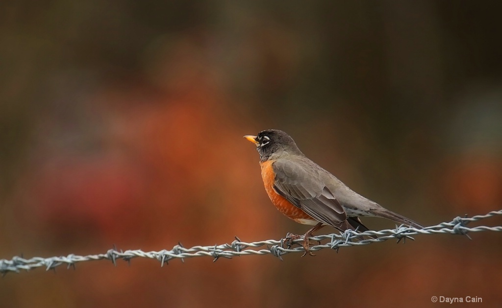 Cautious Landing