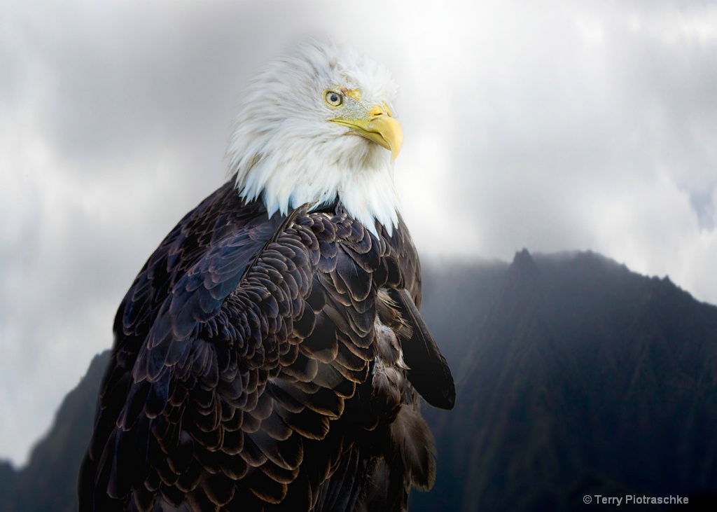 An Eagles Life - ID: 15535304 © Terry Piotraschke