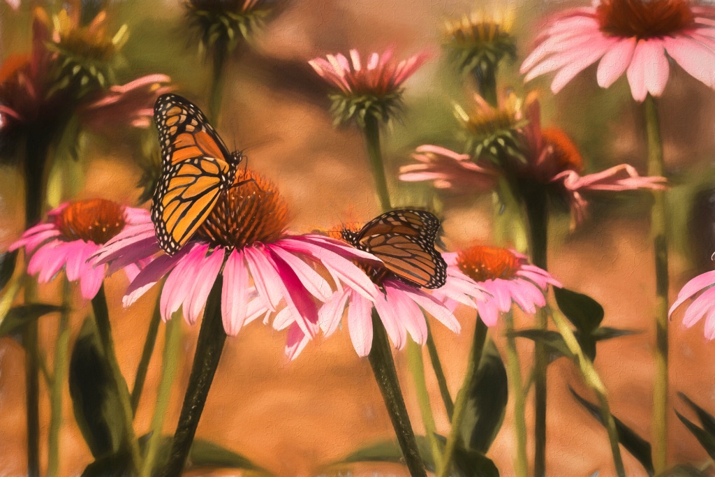 Double Monarch Butterflies