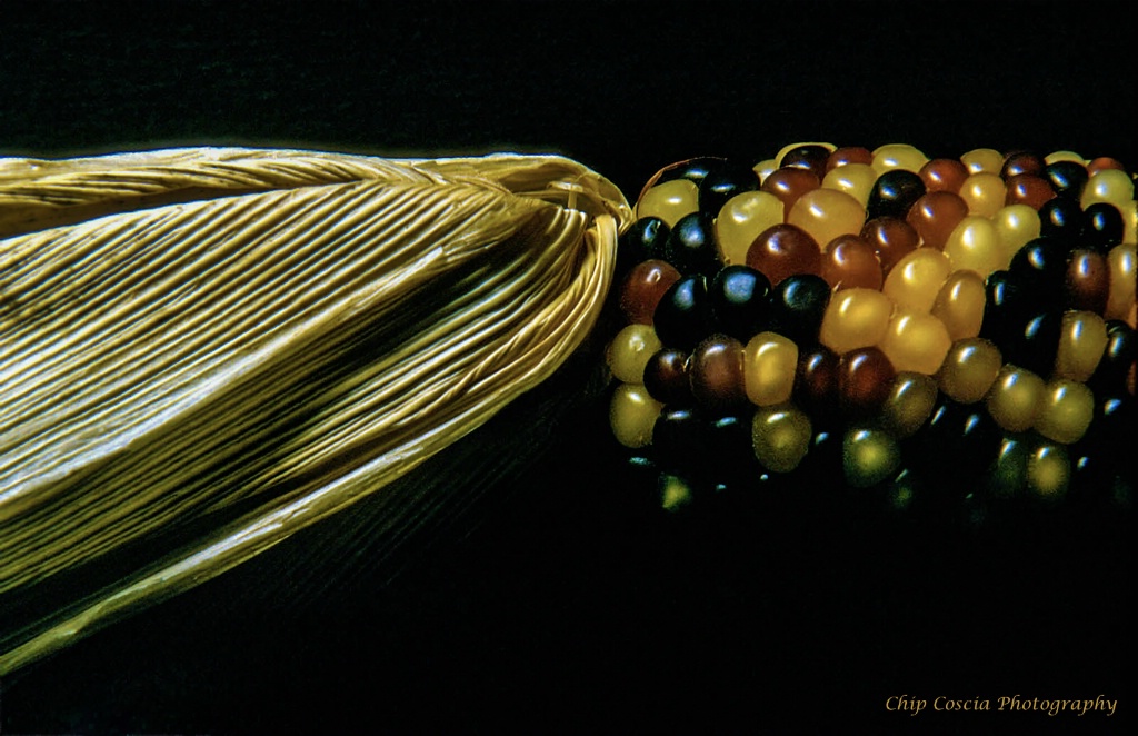 Indian Corn - ID: 15537152 © Chip Coscia