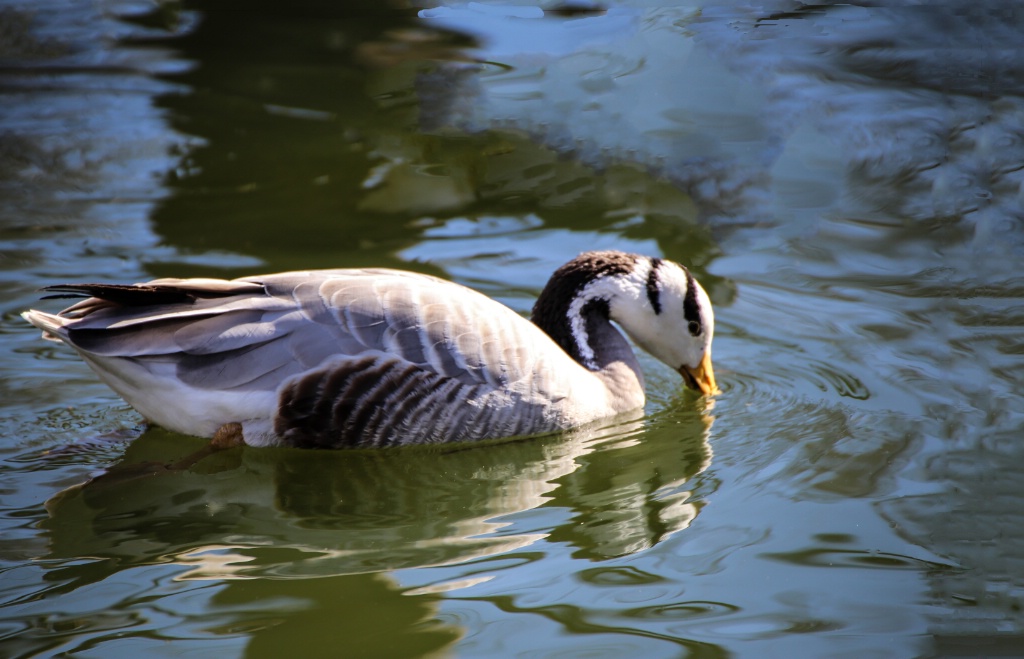 Bar-headed Goose 