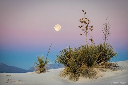 Moon Set Over The Dunes