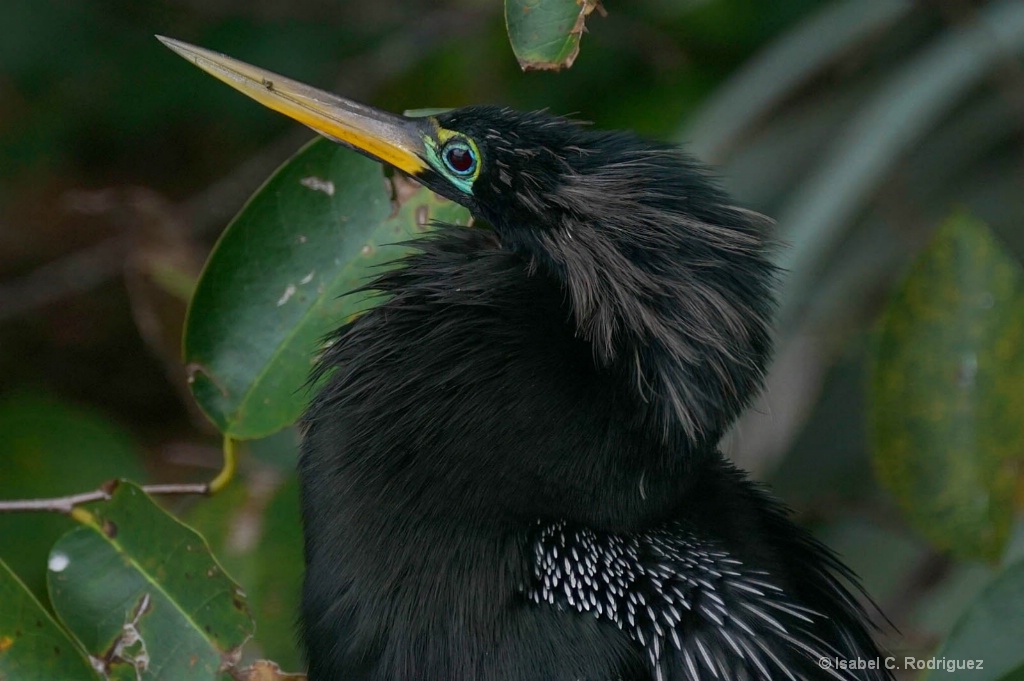 Anhinga Hair