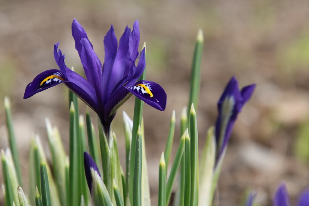 Early Spring - ID: 15537933 © Tammy M. Anderson