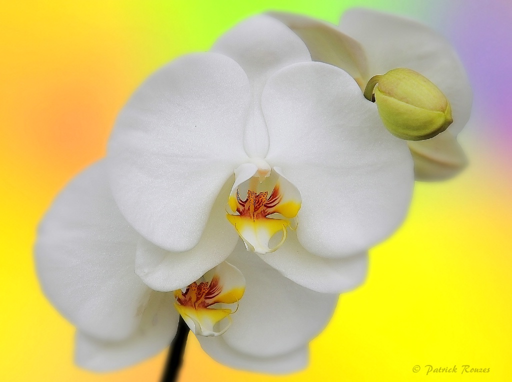 White Orchids