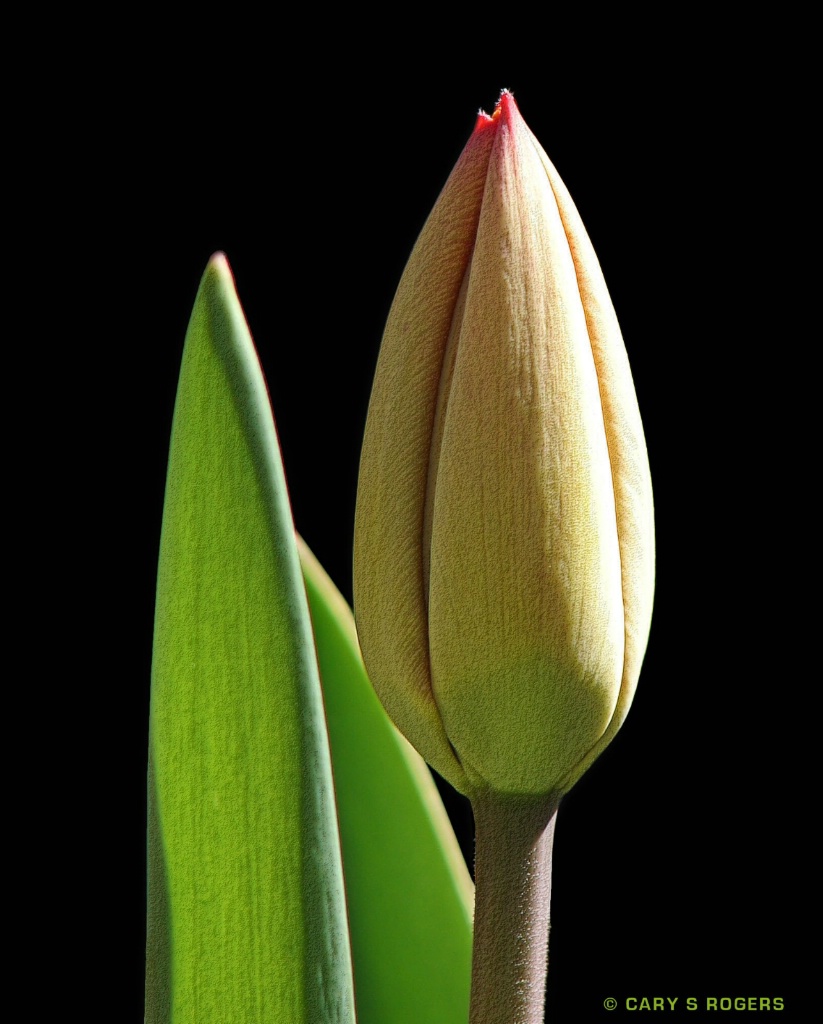 Future Tulip