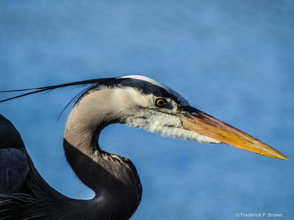 Eye of the Bird