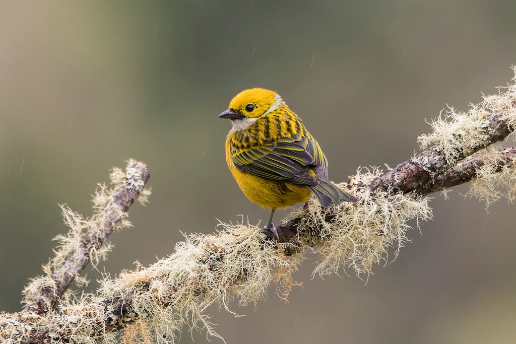 silver throated Tanager