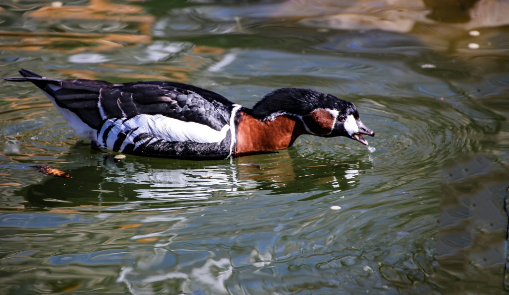 Red-brested Goose