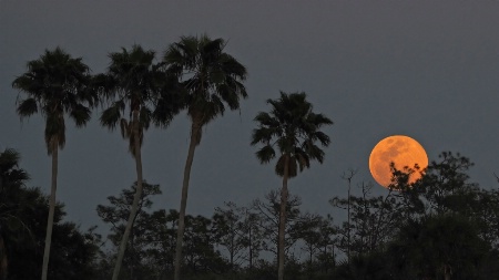 Florida Moonrise