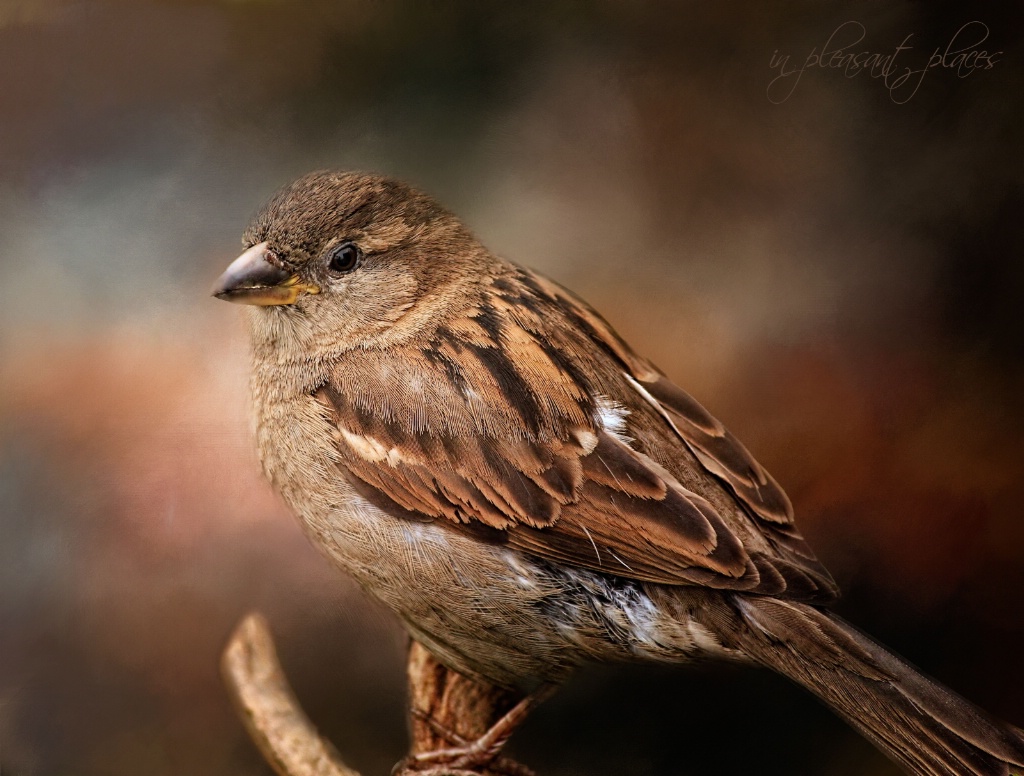 Seattle Sparrow