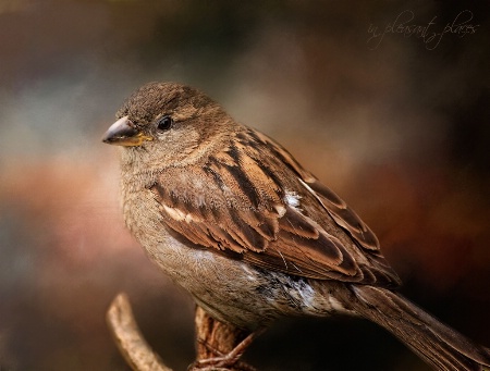Seattle Sparrow