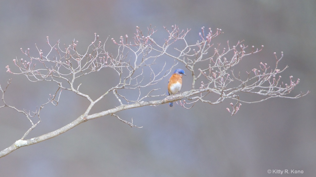 Bluebird in the Branches