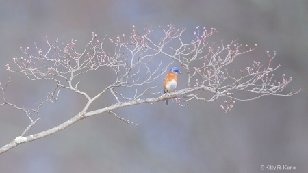 Bluebird in the Branches
