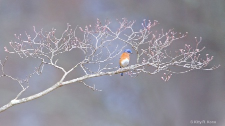 Bluebird in the Branches 