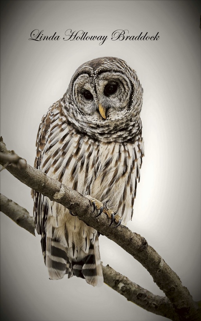 Barred Owl In Tree