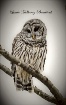 Barred Owl In Tre...