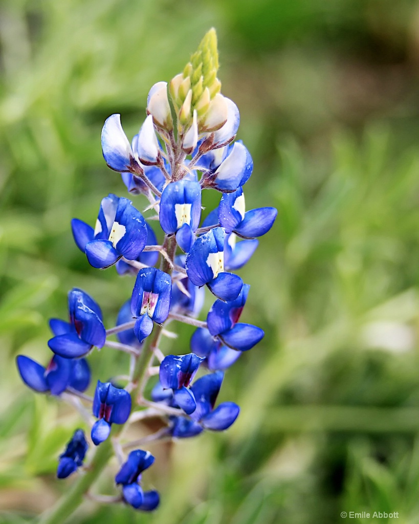 Macro Blue Bonnet