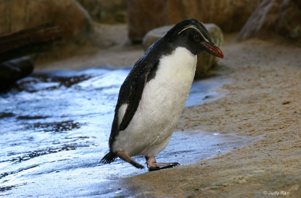 African penguin (Jackass Penguin)