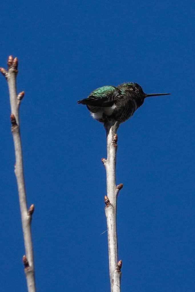 Anna's Hummingbird Male