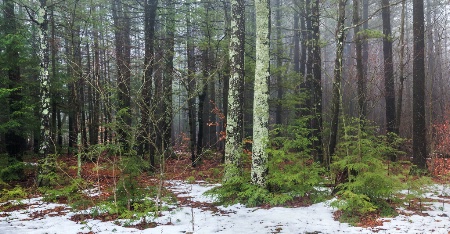 Misty Winter Forest