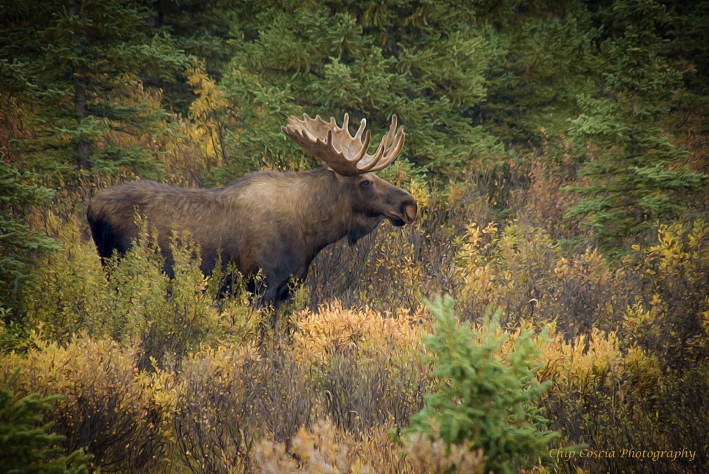 Moose In Alaska - ID: 15541914 © Chip Coscia