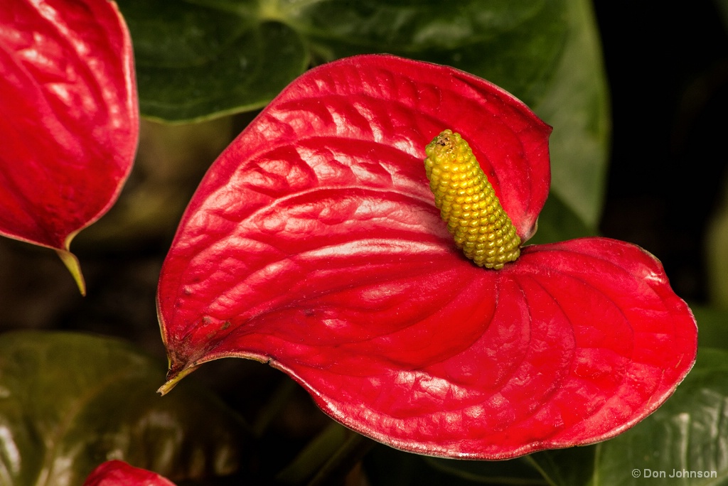 Red Anthurium 2-28-18 112