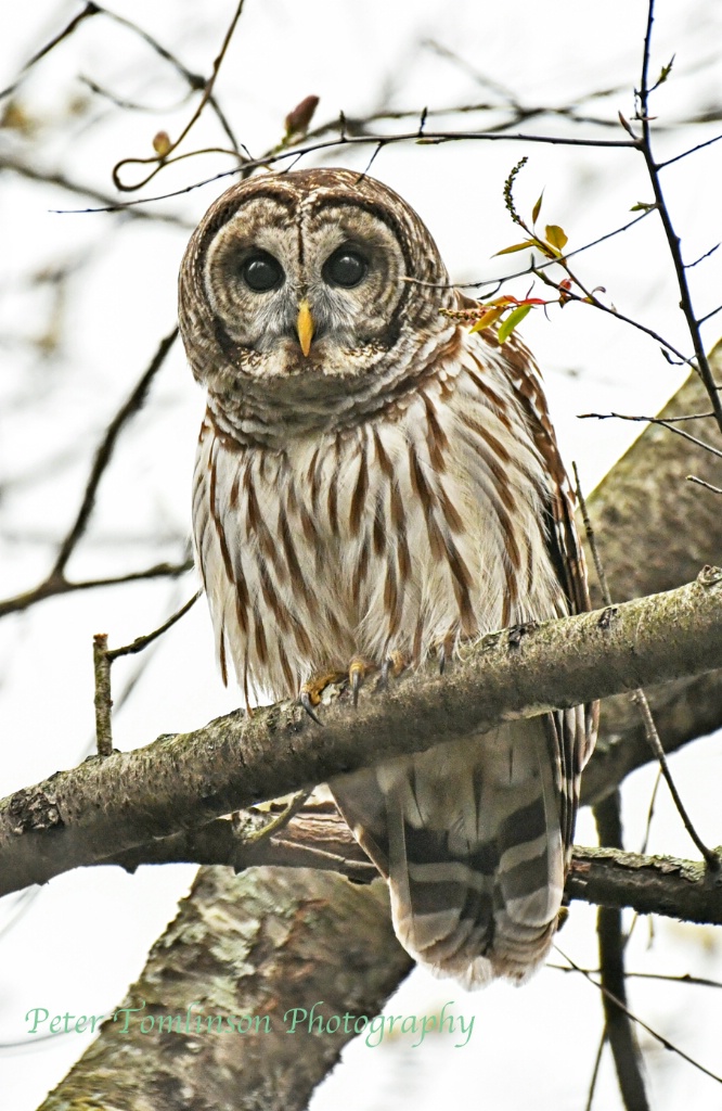 Barred Owl, North Carolina