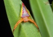 Nature's jewe...