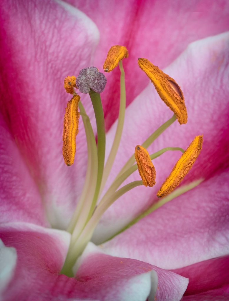 Asiatic Lily   