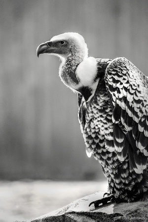 Griffon Vulture-B&W 2-20-18 038