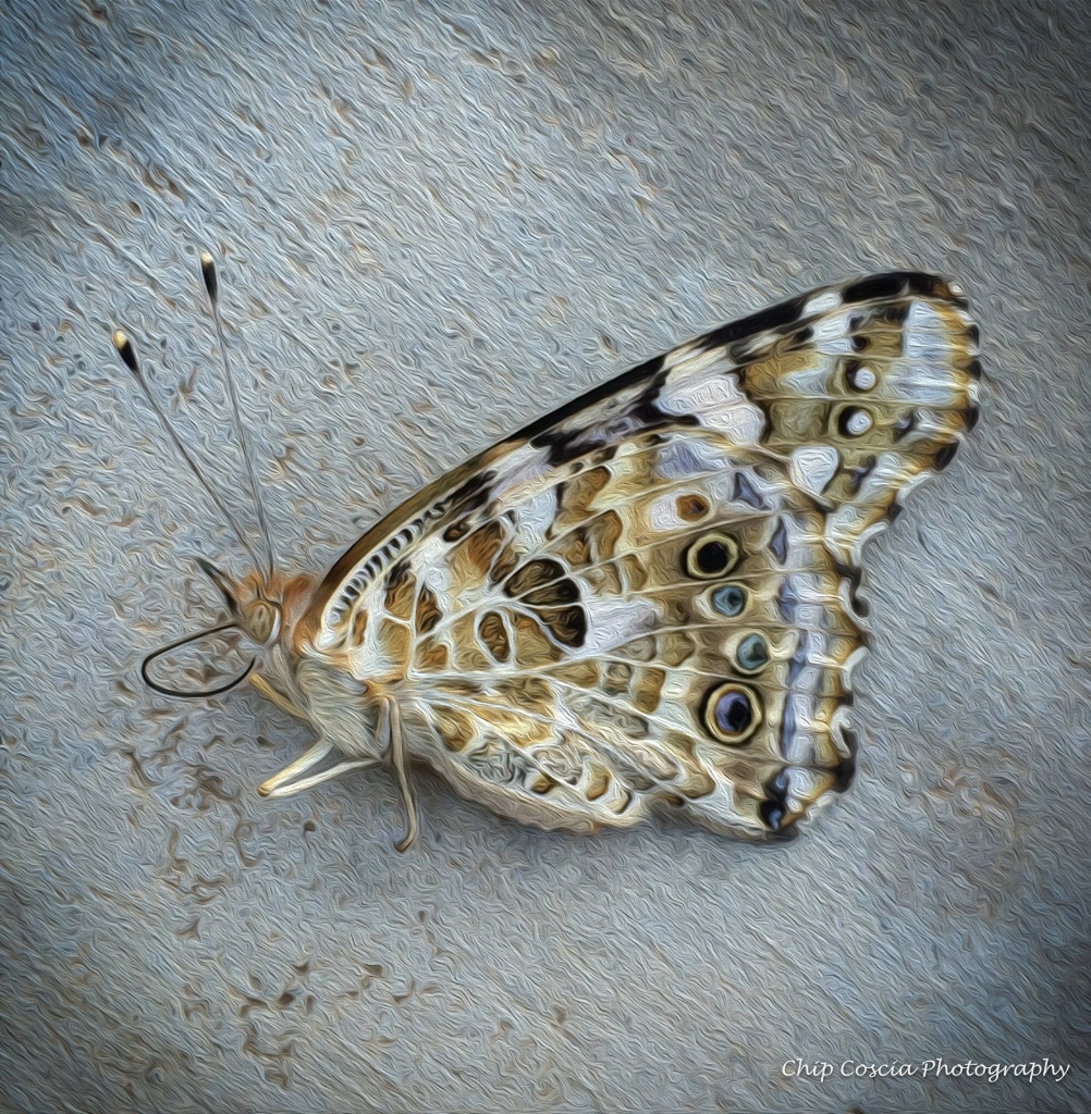 Resting Monarch Butterfly 