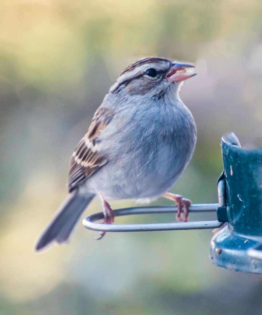 Chipping Sparrow