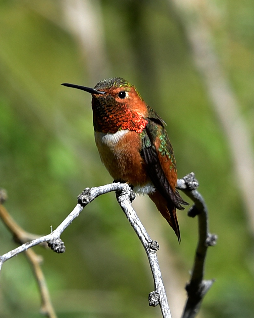 Allen's Hummingbird in Tucson, AZ