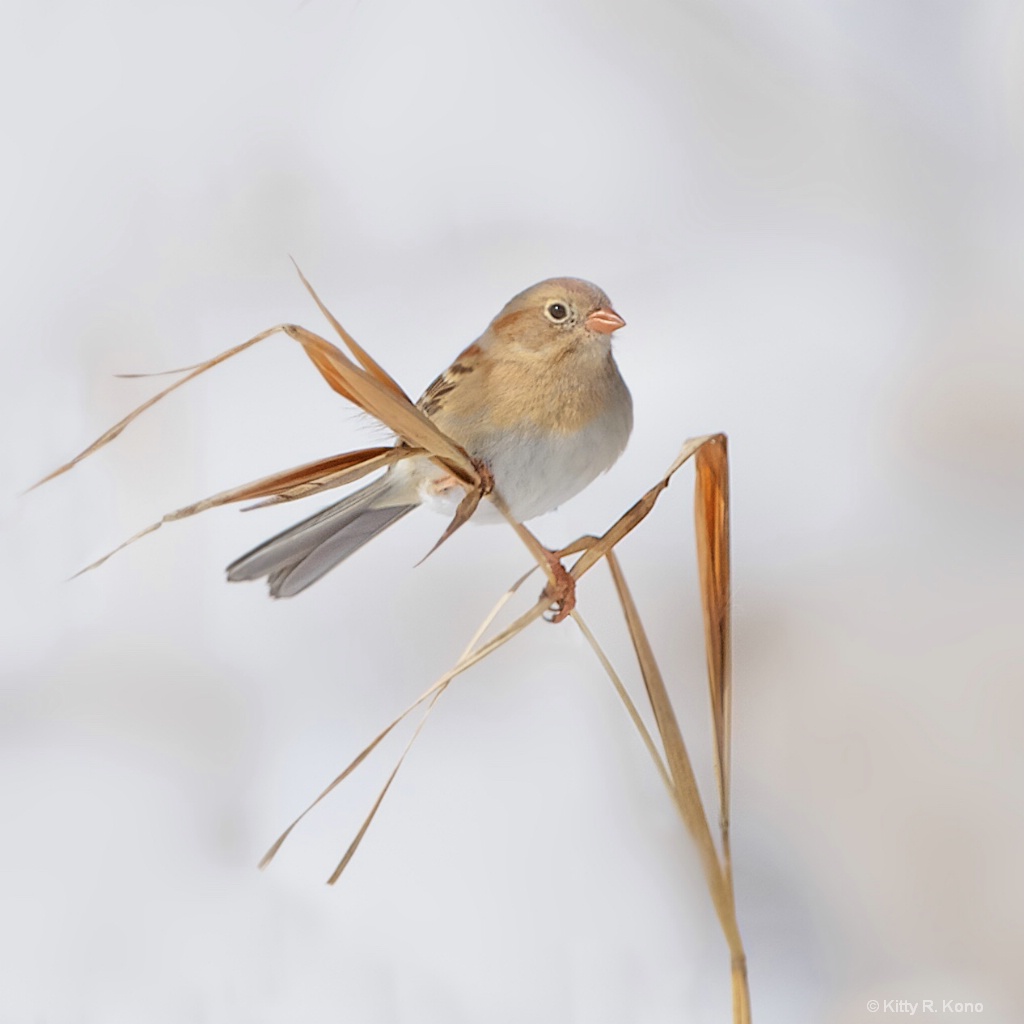 The Field Sparrow - ID: 15542462 © Kitty R. Kono