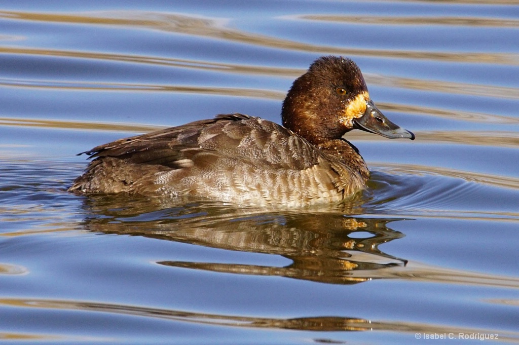 Female Lesser Scaup