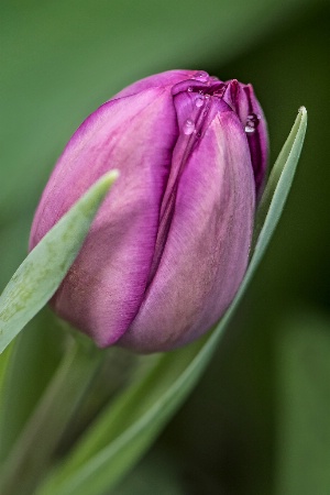 Purple Tulip 