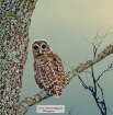 Young  Owl