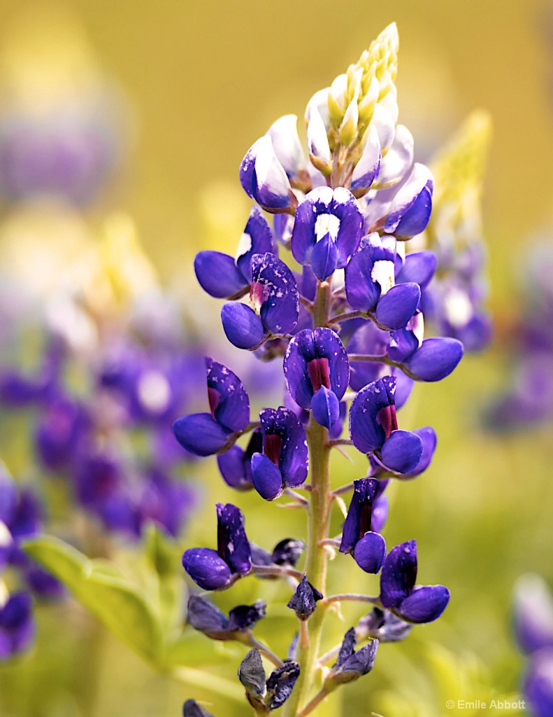 Texas State Flower - ID: 15543081 © Emile Abbott